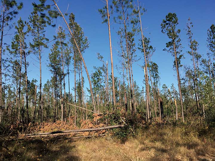 Louisiana’s forest losses from the 2020 hurricanes